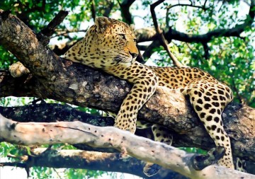 léopard sur arbre Peinture à l'huile